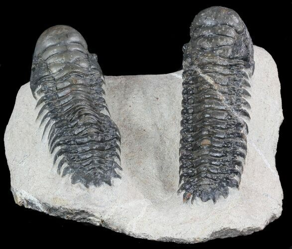 Two Large Crotalocephalina Trilobites - Atchana, Morocco #47327